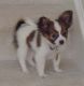 Papillon Puppies for sale in Arkansas City, AR 71630, USA. price: NA