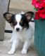 Papillon Puppies for sale in Monticello, AR 71655, USA. price: $500