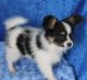 Papillon Puppies for sale in Mississippi Ave, Natchez, MS 39120, USA. price: NA