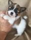 Papillon Puppies for sale in Bronx, NY, USA. price: $500