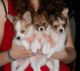 Papillon Puppies for sale in Louisville, KY, USA. price: $350