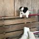 Papillon Puppies for sale in Canton, OH, USA. price: $500