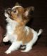 Papillon Puppies for sale in Glendale, AZ, USA. price: $500