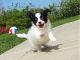Papillon Puppies for sale in New York, NY, USA. price: $350