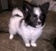 Papillon Puppies for sale in Bradford Woods, PA 15015, USA. price: $500
