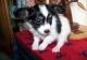 Papillon Puppies for sale in Sterling, VA, USA. price: $500