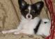 Papillon Puppies for sale in Cowley, WY, USA. price: $50