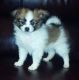 Papillon Puppies for sale in Boulder, CO, USA. price: $500
