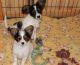 Papillon Puppies for sale in Minneapolis, MN, USA. price: $400