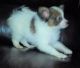 Papillon Puppies for sale in St. Louis, MO, USA. price: $500