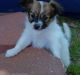 Papillon Puppies for sale in Columbus, OH 43215, USA. price: $400