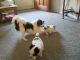 Papillon Puppies for sale in Wheeling, WV 26003, USA. price: $600