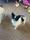 Papillon Puppies for sale in Secaucus, NJ 07094, USA. price: $500