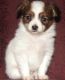 Papillon Puppies for sale in Piedmont, CA 94610, USA. price: $500
