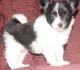 Papillon Puppies for sale in Little Rock, AR 72206, USA. price: $500