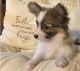 Papillon Puppies for sale in Denver, CO 80219, USA. price: $500