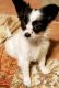 Papillon Puppies for sale in Seattle, WA 98108, USA. price: $500