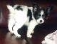 Papillon Puppies for sale in Guernsey, WY, USA. price: $600