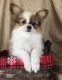 Papillon Puppies for sale in Queen Creek, AZ, USA. price: $500