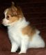 Papillon Puppies for sale in Bradford Woods, PA 15015, USA. price: $500
