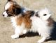 Papillon Puppies for sale in Hartford, CT 06156, USA. price: $400