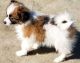 Papillon Puppies for sale in Anchorage, AK, USA. price: NA