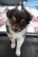 Papillon Puppies for sale in Beaverton, OR, USA. price: NA