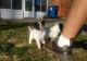 Papillon Puppies for sale in Houston, TX, USA. price: $500