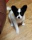 Papillon Puppies for sale in New York, NY, USA. price: $600