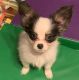 Papillon Puppies for sale in Indianapolis, IN, USA. price: NA