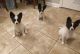 Papillon Puppies for sale in Durham, NC, USA. price: $500
