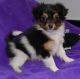 Papillon Puppies for sale in Thorp, WI 54771, USA. price: $500
