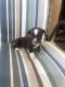 Papillon Puppies for sale in Indio, CA, USA. price: $60