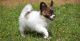 Papillon Puppies for sale in Charlotte, NC, USA. price: $500