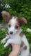 Papillon Puppies for sale in Western Massachusetts, MA, USA. price: NA