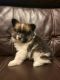 Papillon Puppies for sale in Finlayson, MN 55735, USA. price: $650