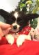 Papillon Puppies for sale in Fort Collins, CO, USA. price: $500