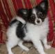 Papillon Puppies for sale in Seattle, WA, USA. price: $500