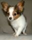 Papillon Puppies for sale in Peachtree City, GA, USA. price: $400