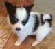 Papillon Puppies for sale in New York, NY, USA. price: $450