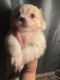 Papillon Puppies for sale in Niagara Falls, NY, USA. price: $450