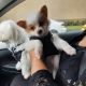 Papillon Puppies for sale in Hilo, HI 96720, USA. price: $2,500