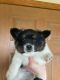 Papillon Puppies for sale in Finlayson, MN 55735, USA. price: $1,000