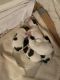 Papillon Puppies for sale in Cabot, AR, USA. price: $1,500