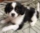 Papillon Puppies for sale in Shelton, WA 98584, USA. price: NA