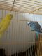 Parakeet Birds for sale in Palm Coast, FL, USA. price: NA
