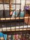 Parakeet Birds for sale in 25-34 78th St, Flushing, NY 11370, USA. price: NA