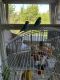 Parakeet Birds for sale in Dallas, TX, USA. price: NA