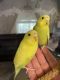 Parakeet Birds for sale in Norfolk, VA, USA. price: $60