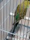 Parakeet Birds for sale in Cave Junction, OR 97523, USA. price: $47